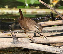 Eurasian Wren