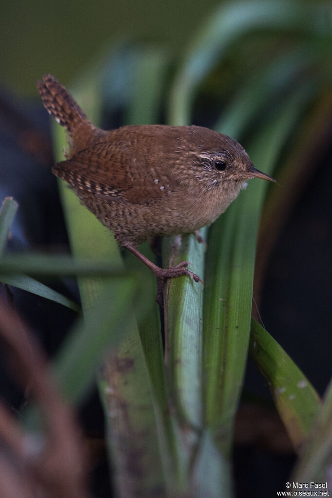 Troglodyte mignonadulte internuptial, identification