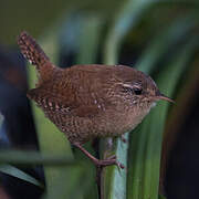 Eurasian Wren