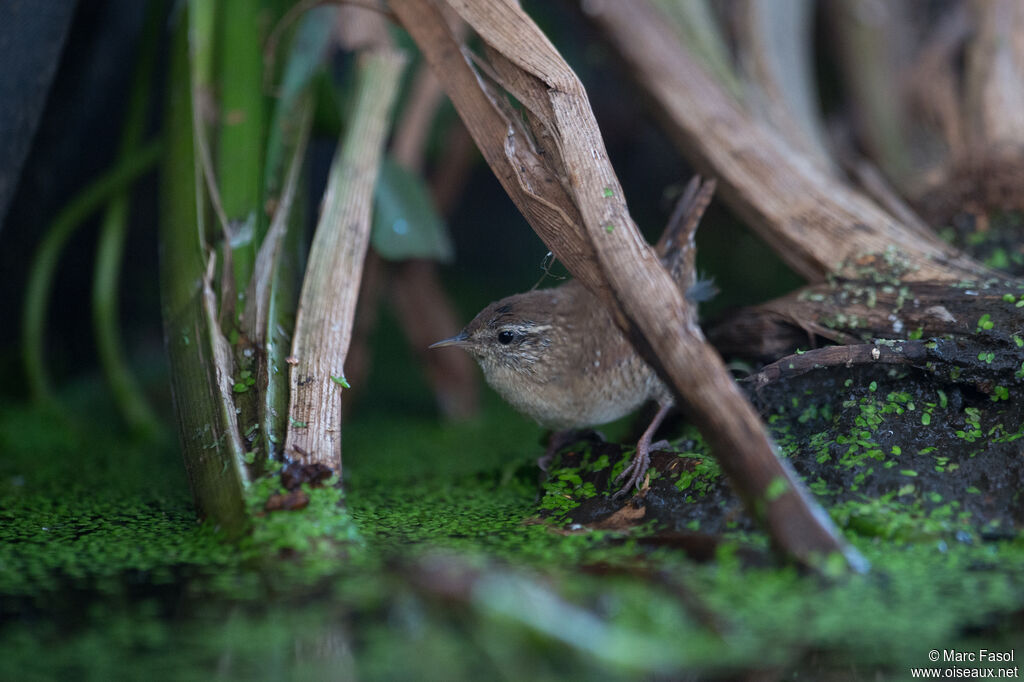 Troglodyte mignonadulte, identification, boit