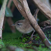 Eurasian Wren