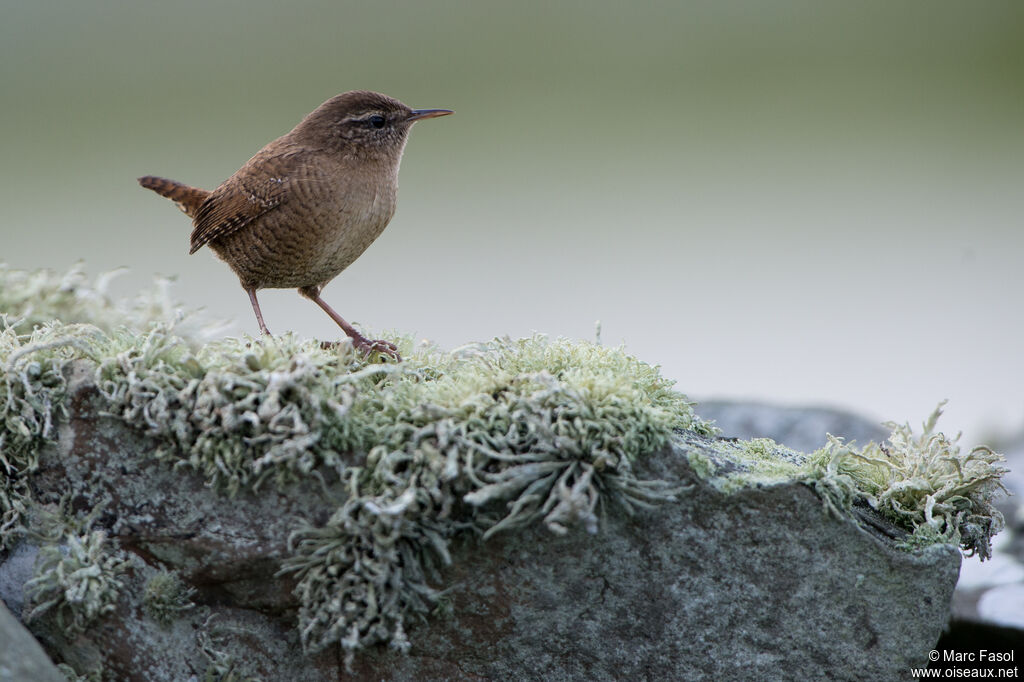 Eurasian Wrenadult, identification