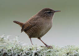 Eurasian Wren