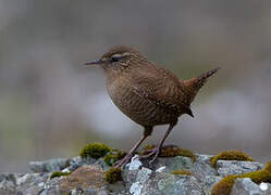 Eurasian Wren