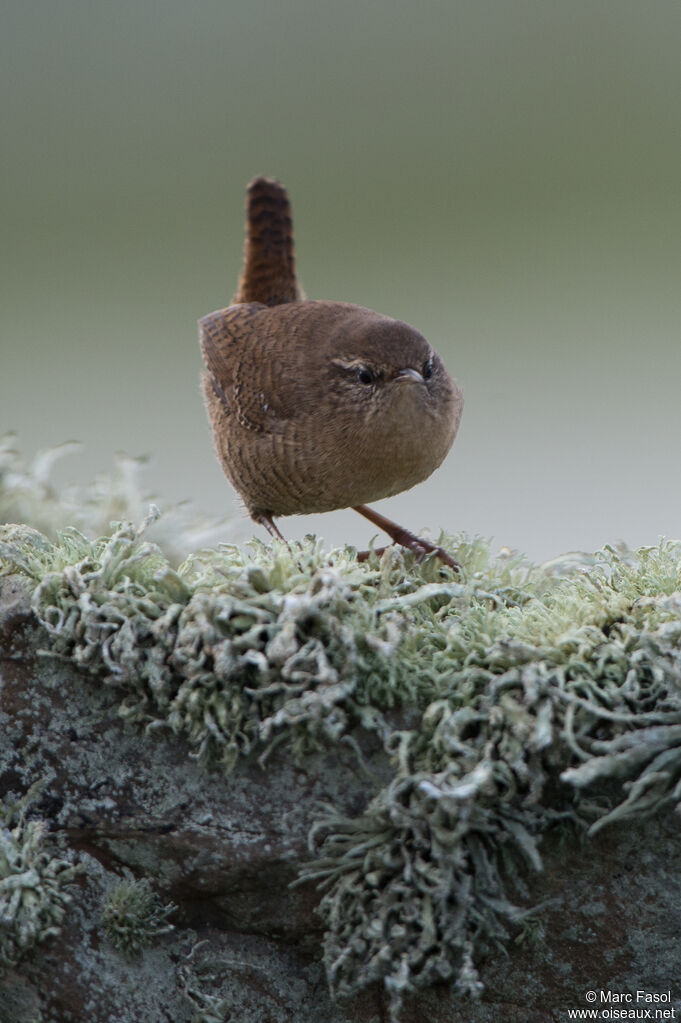 Eurasian Wrenadult, identification