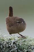 Eurasian Wren