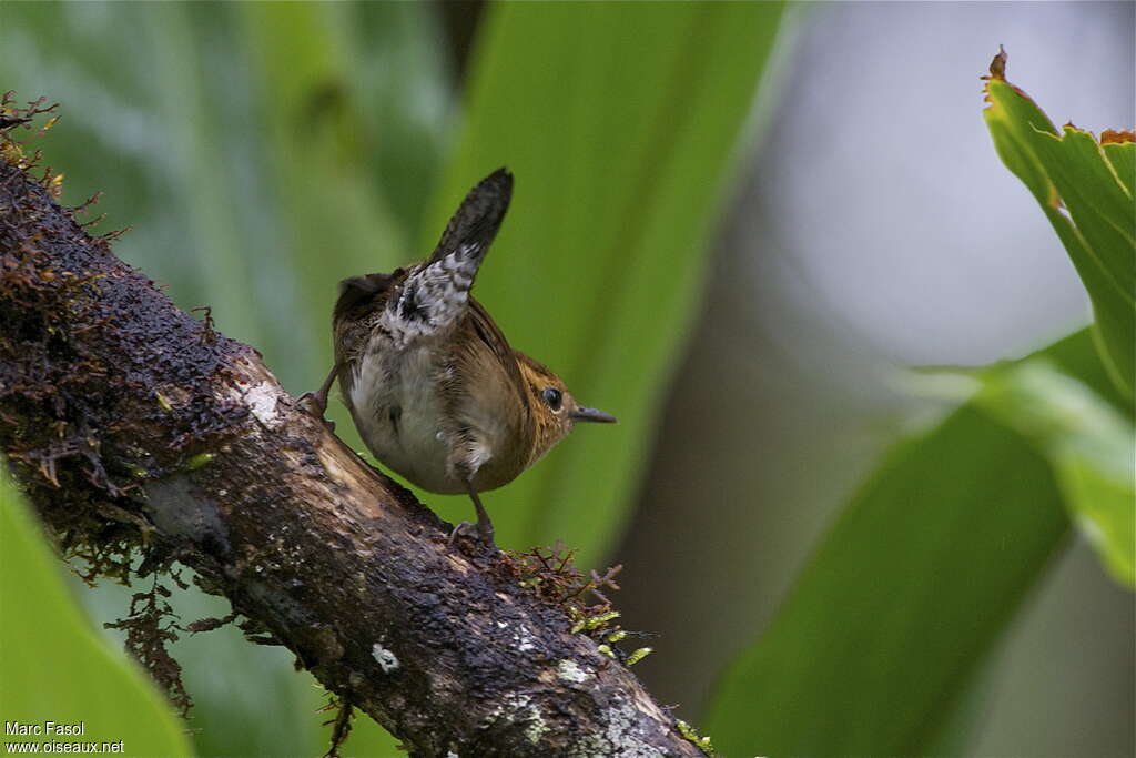 Mountain Wrenadult, Behaviour