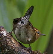 Mountain Wren