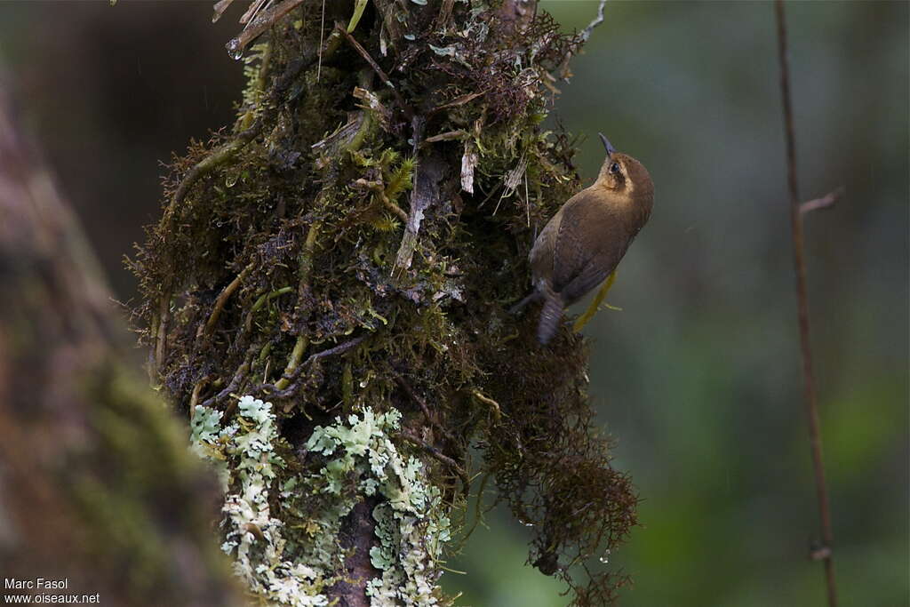 Mountain Wrenadult, identification, Behaviour