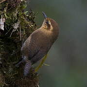 Troglodyte montagnard