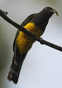 Green-backed Trogon