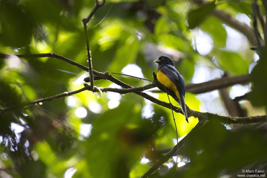 Trogon à queue blanche mâle adulte, identification