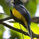 Trogon à queue blanche