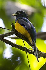 Trogon à queue blanche