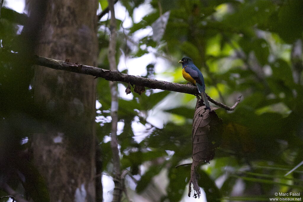 Green-backed Trogon male adult, identification