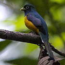 Trogon à queue blanche