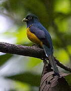 Trogon à queue blanche