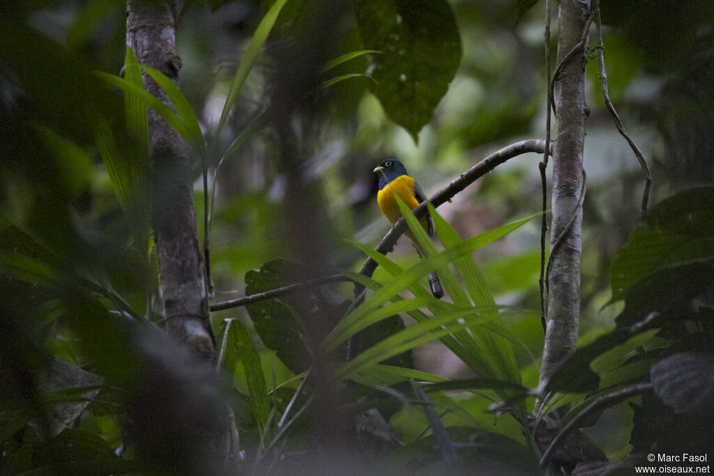 Green-backed Trogon male adult, identification