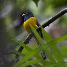 Trogon à queue blanche