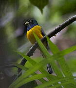 Trogon à queue blanche