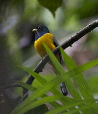 Trogon à queue blanche