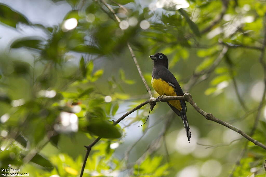 Black-headed Trogon female adult, identification