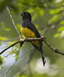 Trogon à tête noire