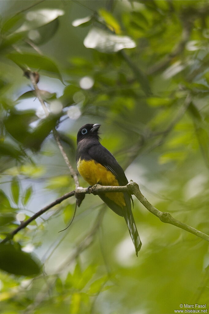 Trogon à tête noire femelle adulte, identification