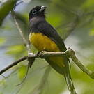 Trogon à tête noire