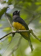 Trogon à tête noire