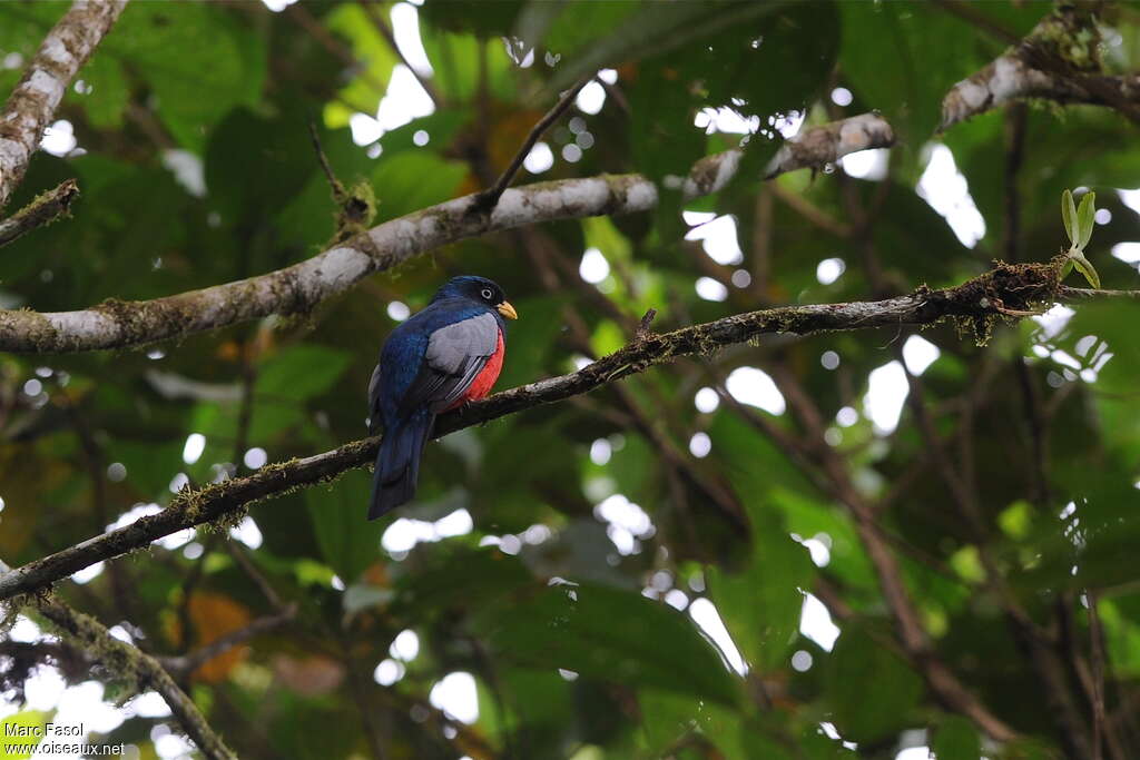 Choco Trogon male adult, habitat, pigmentation