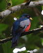 Trogon aux yeux blancs