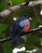 Choco Trogon