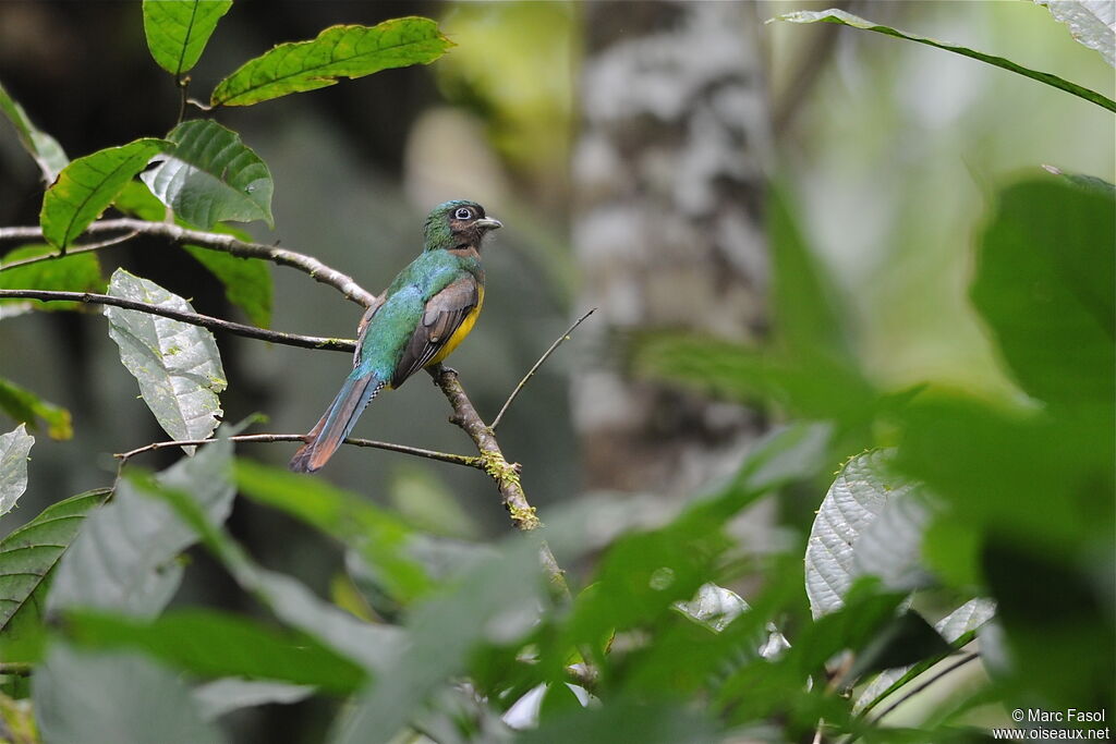 Trogon de Cabanis mâle adulte