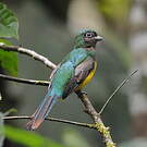 Trogon de Cabanis