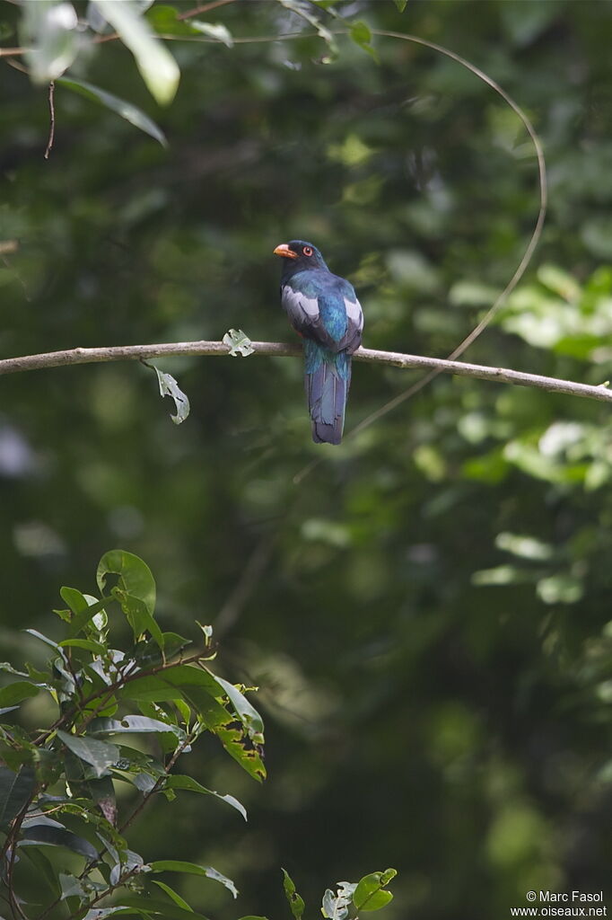 Slaty-tailed Trogon male adult, identification