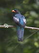 Trogon de Masséna