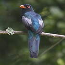 Trogon de Masséna