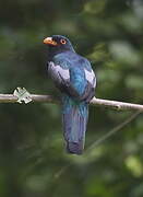 Slaty-tailed Trogon