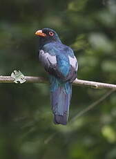 Trogon de Masséna