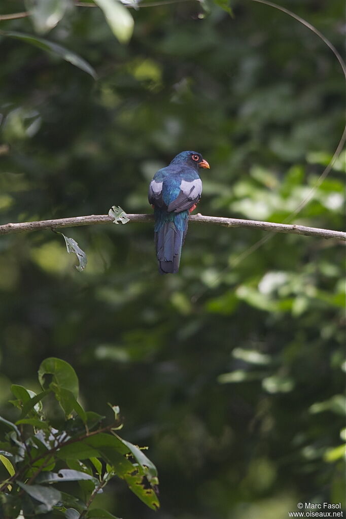 Trogon de Masséna mâle adulte, identification