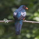 Trogon de Masséna
