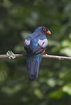 Trogon de Masséna