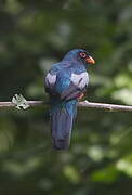 Slaty-tailed Trogon