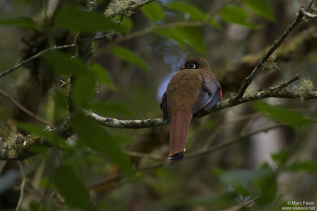 Masked Trogon female adult, identification