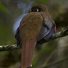 Trogon masqué
