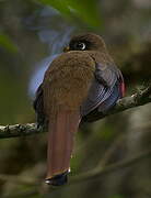 Masked Trogon