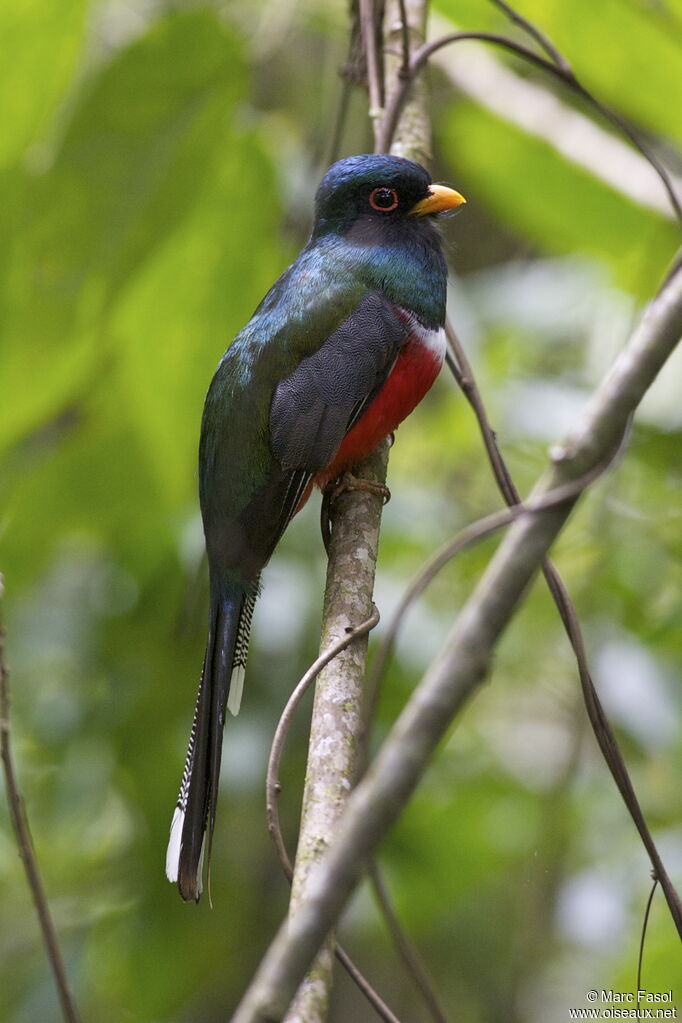 Trogon masqué mâle adulte, identification