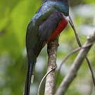 Trogon masqué