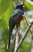 Trogon masqué